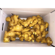 2016 New Crop Fresh Ginger en oferta